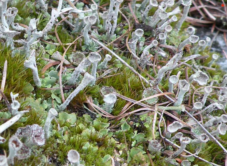 Tutte Cladonia fimbriata?